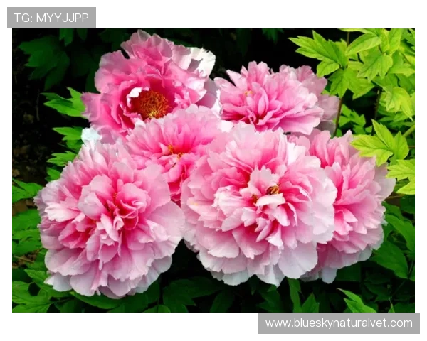 开运app手机带来好运气，提升生活品质的最佳选择